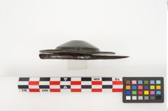 Foto von Bronzephalere (NHMW-PRAE-025077)